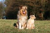 BERGER AUSTRALIEN - ADULT & PUPPY 085